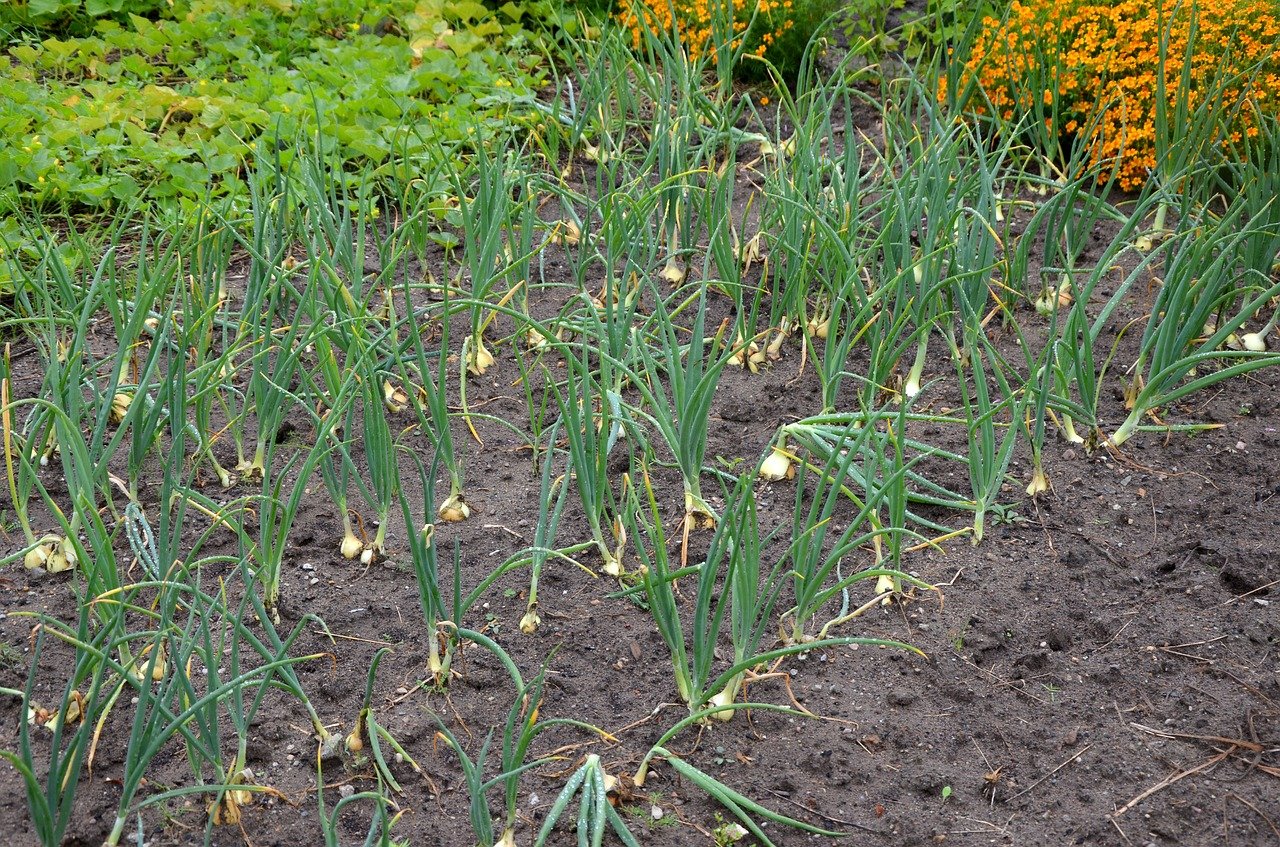 onion, fields, field, onion field, harvest, row, cultivation, leek, earth, floor, rural, farmer, vegetable garden, harvest time, agricultural, onion field, onion field, onion field, onion field, onion field