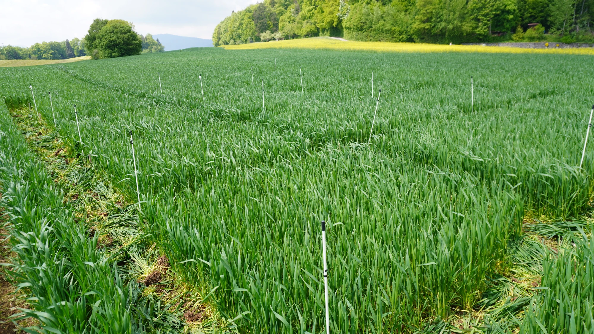 A detailed view of dry wheat stubble in a rural field after harvest.