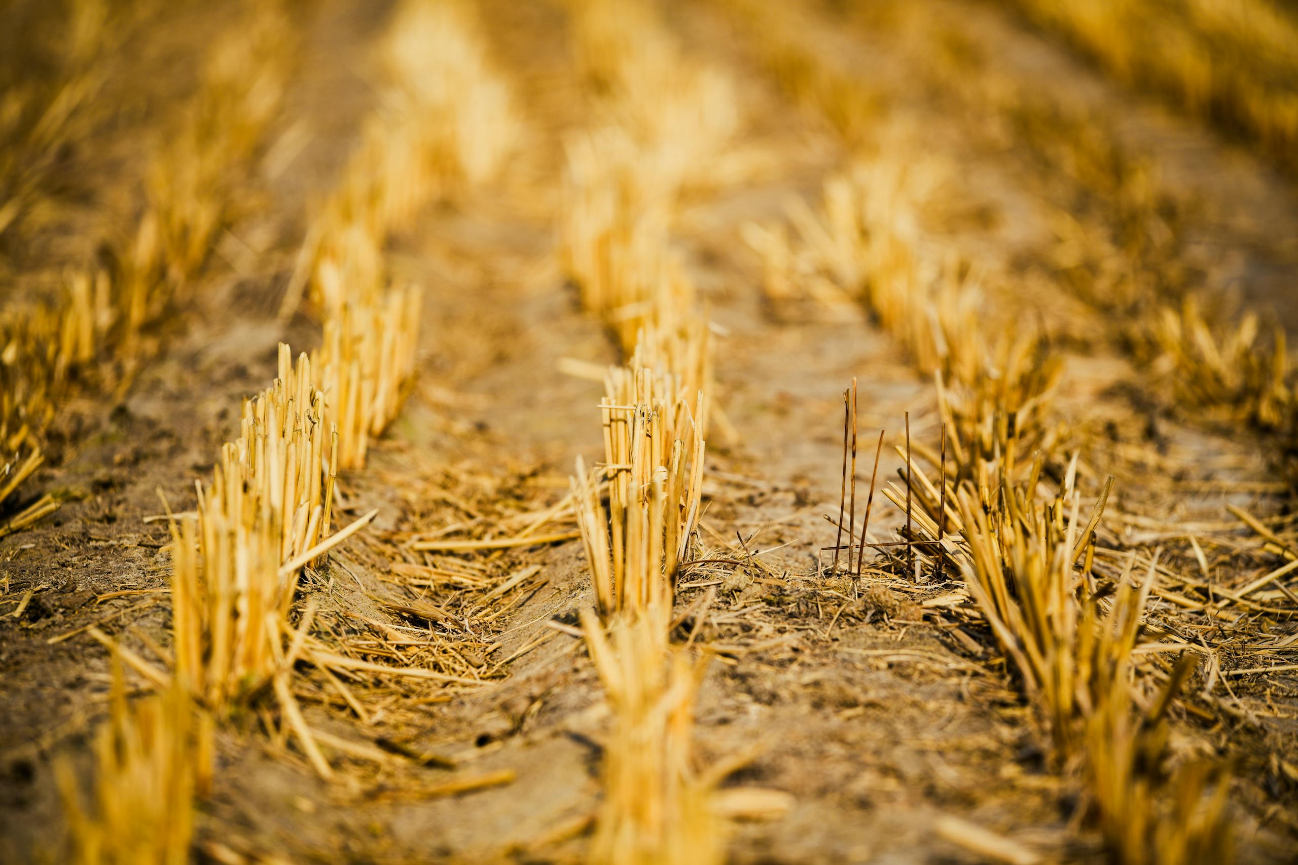 A detailed view of dry wheat stubble in a rural field after harvest.