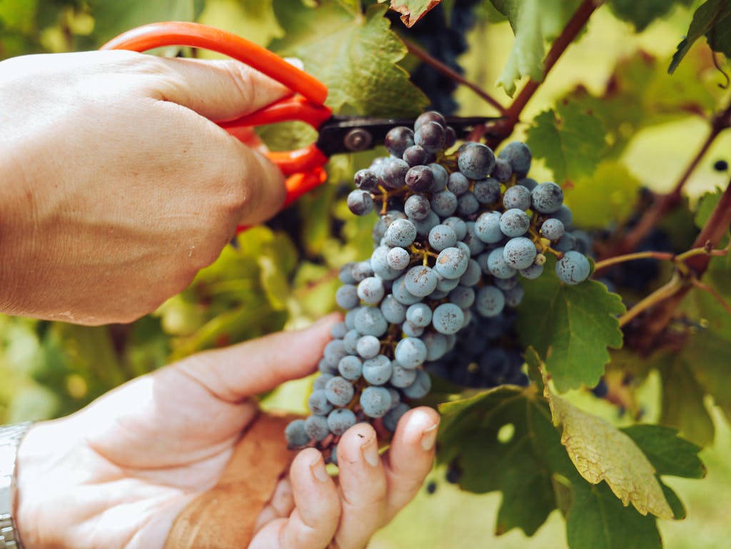 Close-up of hands harvesting ripe grapes in a vineyard with vibrant green leaves.