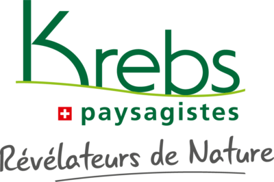 Krebs